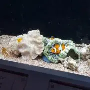 えみんこの画像