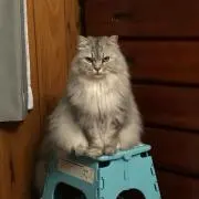 マツの画像