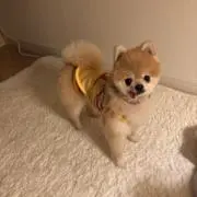 MAA