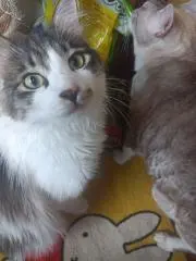 ✠にゃんこ✠