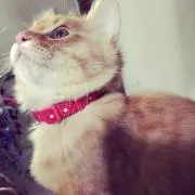 ティー
