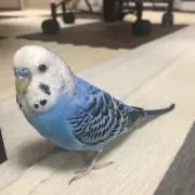 nao
