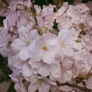まき