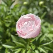 まるの画像