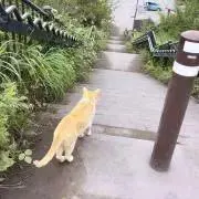 アオコの画像