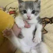 Comugiの画像