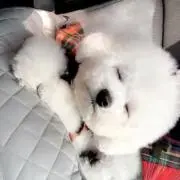 Hide