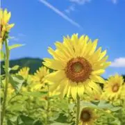 ＊ひまわり￼￼＊の画像