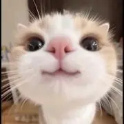 ハローきてぅ!!の画像
