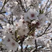 まー【お値下げはご遠慮頂いております】の画像