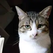 サバの画像