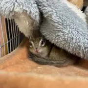 しまりすの画像