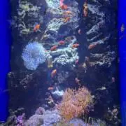 サンデー☆の画像