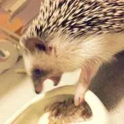 Daidai