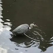 鮎@