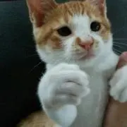 ひまみな