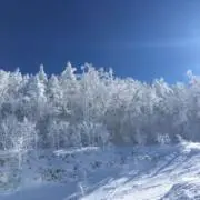 zin   ⭐️値下げ出品中⭐️の画像
