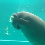 もぐ