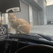 Fatboyの画像