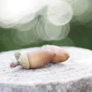cocopapaの画像