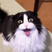 ねこぜ⭐︎猫飼ってルの画像