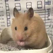 めろに