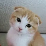 シロネコの画像