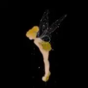 なずなの画像