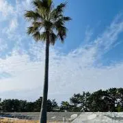 Yamamaの画像