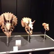 ssaの画像