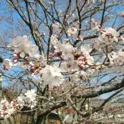 ☆桜神☆