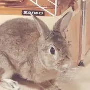 うさくさの画像