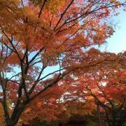 アドの画像