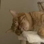 むぎちょこの画像