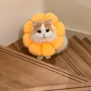 オザキの画像