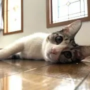 ちょこん