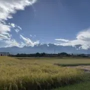 なし