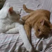 こねこ屋 お知らせはプロフにて★の画像