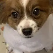 yasbit