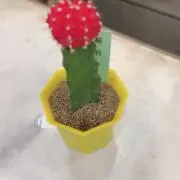 kuuの画像