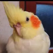 kirochanの画像