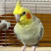 おかめのひまわりの画像