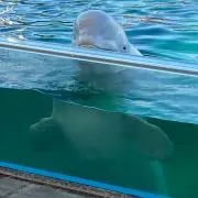 ふじまの画像