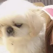 アザラシの画像
