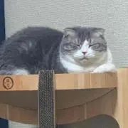 momoka