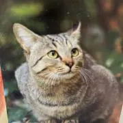 よーこの画像
