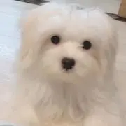 ハククの画像