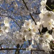 sakuraの画像