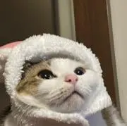 さくらの画像