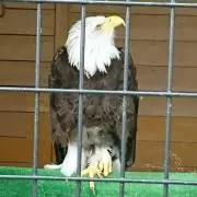ひまわりの画像